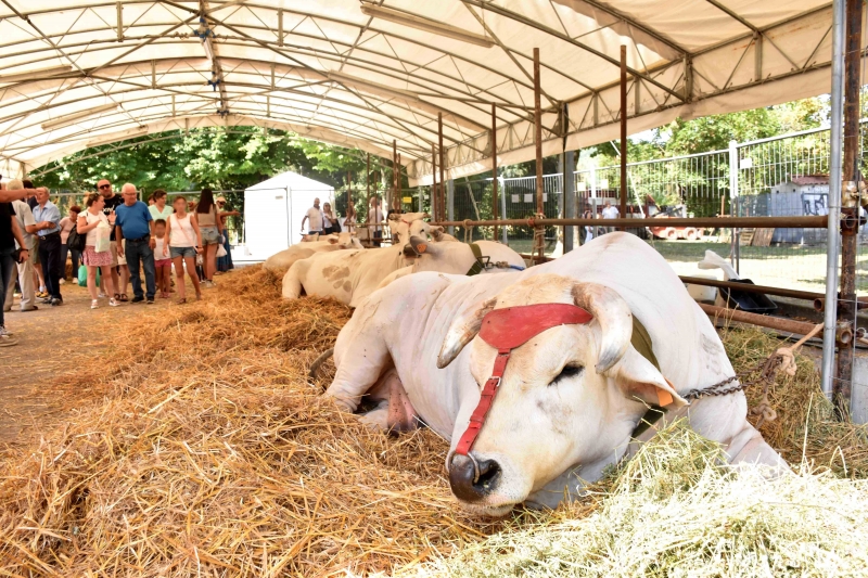 Gli animali tornano grandi protagonisti alla Mostra Zootecnica delle Fiere di San Bartolomeo, che si terr� sabato 22 e domenica 23 agosto al parco comunale Alexander Langer