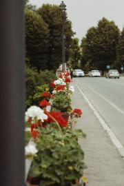 Fiori ponte sul Tevere