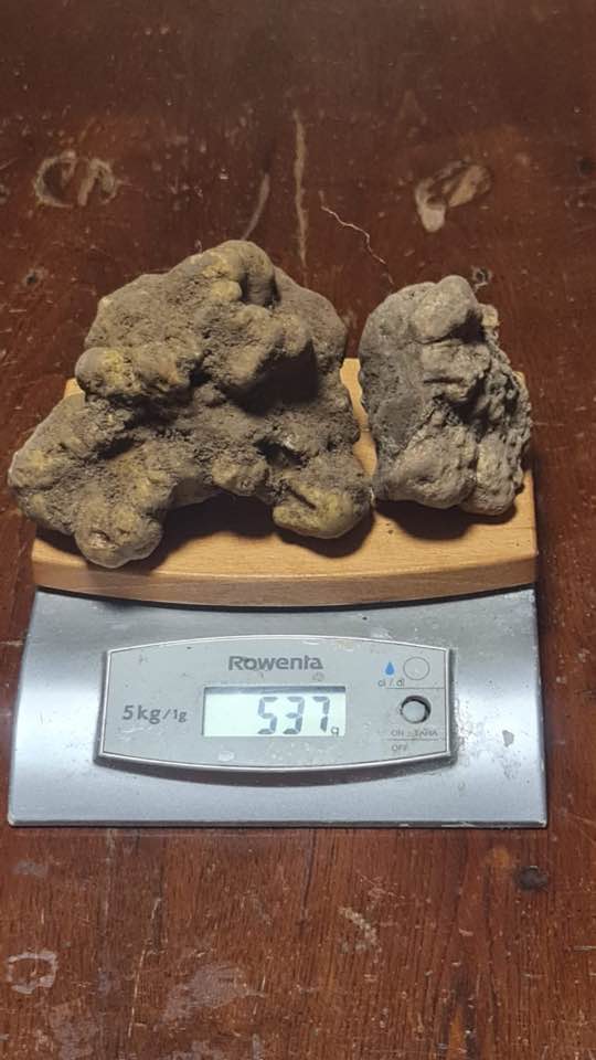 tartufo